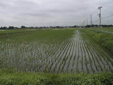 �c�A����̓c