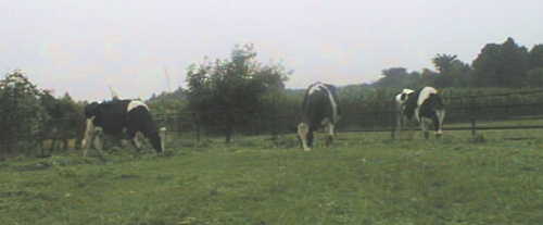 ���q��ɂćW