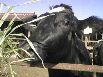 �ԋ߂Ō������̊�