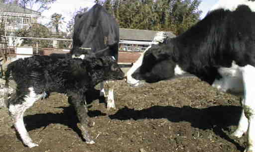 母牛と子牛