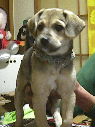 My Pet