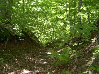 �u�i�̐X(���_�R�n)