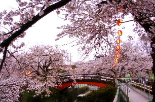 ながめ余興場桜の季節