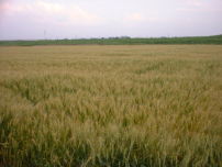 小麦の畑