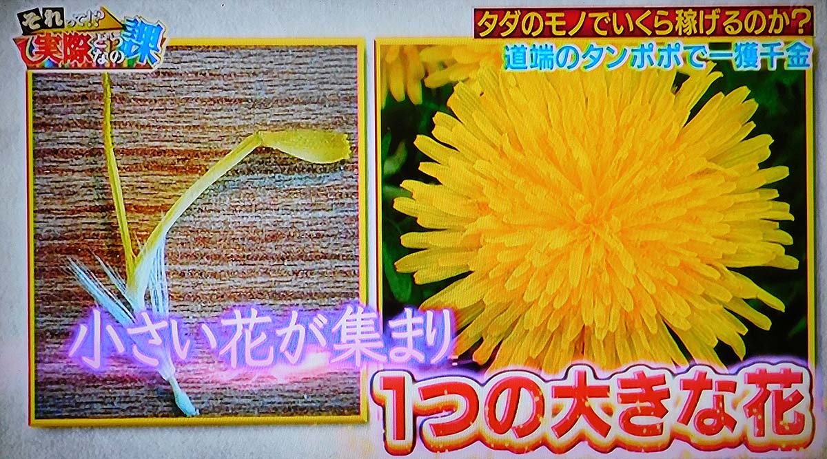 タンポポの花