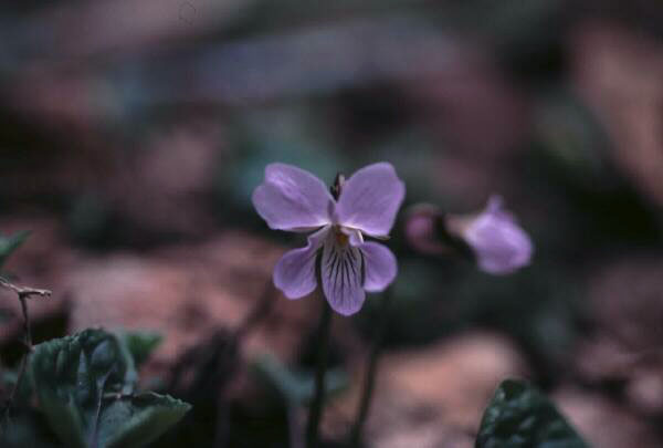 �u�X�~���T�C�V���v