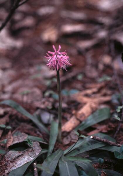 �u�V���E�W���E�o�J�}�v