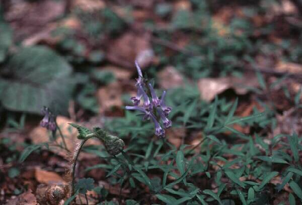 �u�G���S�T�N�v