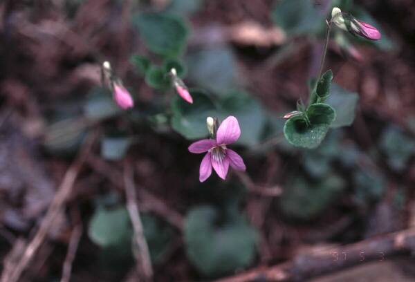 �u�X�~���T�C�V���v